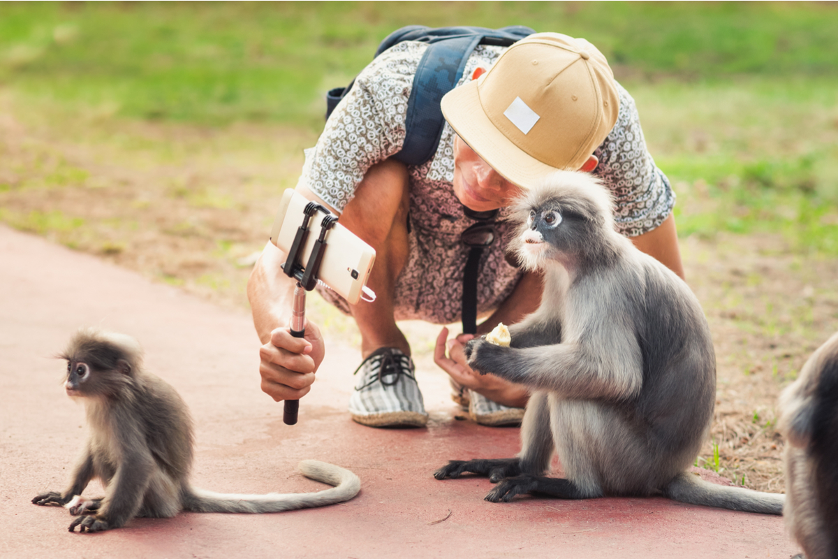 Małpy muszą zniknąć z Tadż Mahal. Atakują turystów, a władze mają dość