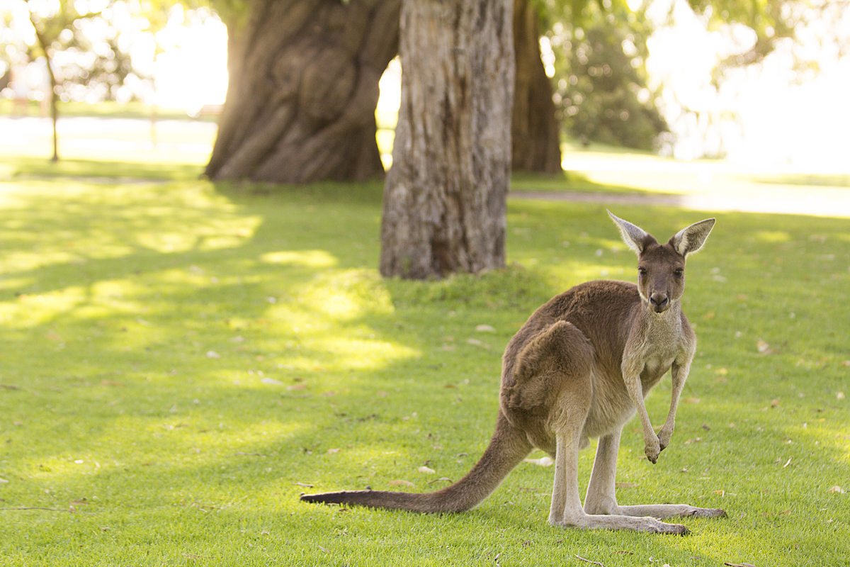 Australia w supercenie! Loty z Berlina do Perth za 1625 PLN