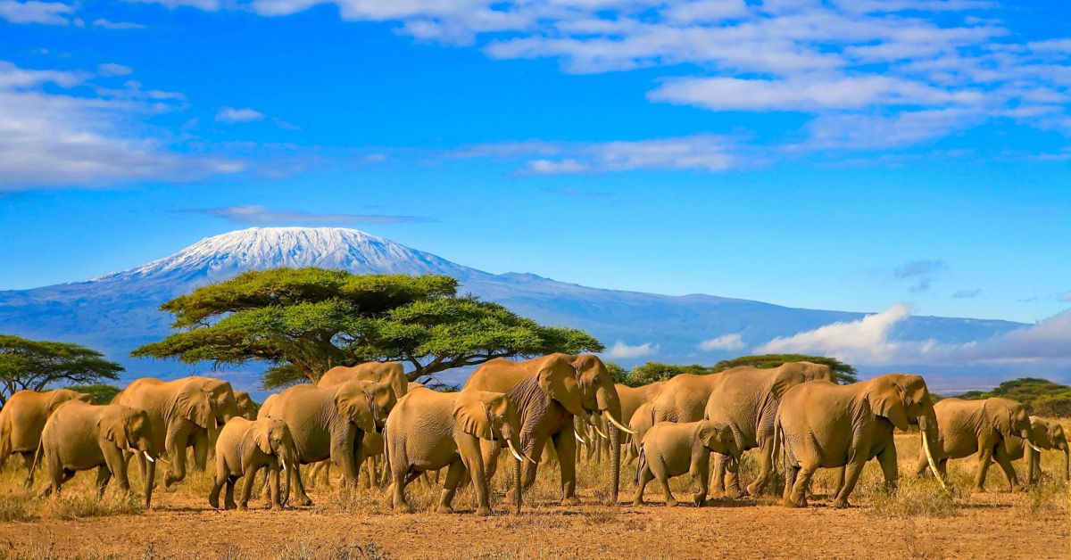 Czas na Afrykę: Etiopia, Tanzania, Kenia, Madagaskar, RPA i Uganda od 2125 PLN. Wyloty z Wiednia