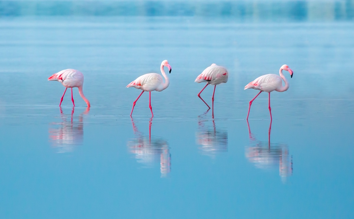 flamingi na cyprze