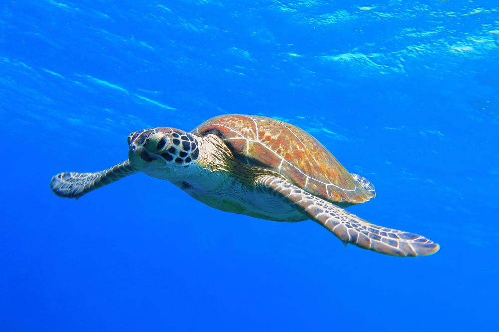 żółw Caretta caretta