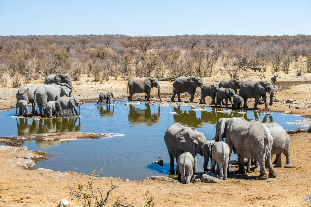 stado słoni Namibia