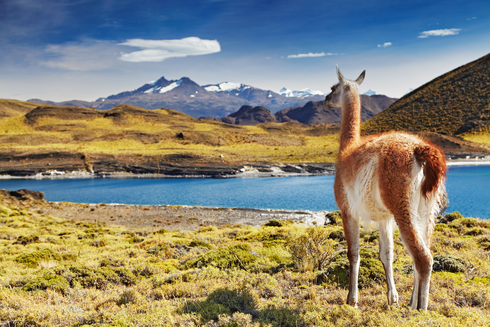 Lama w Patagonii
