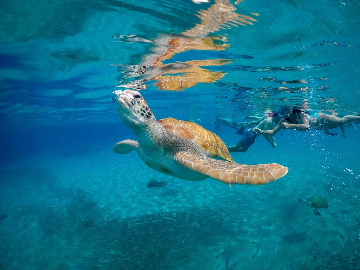 curacao żółw