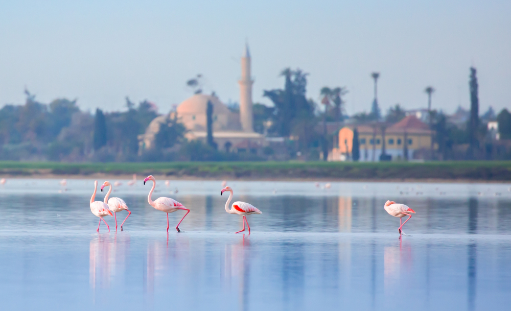 Flamingi na jeziorze