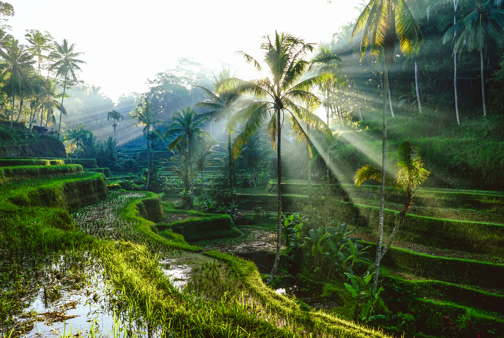 Tarasy ryżowe na Bali