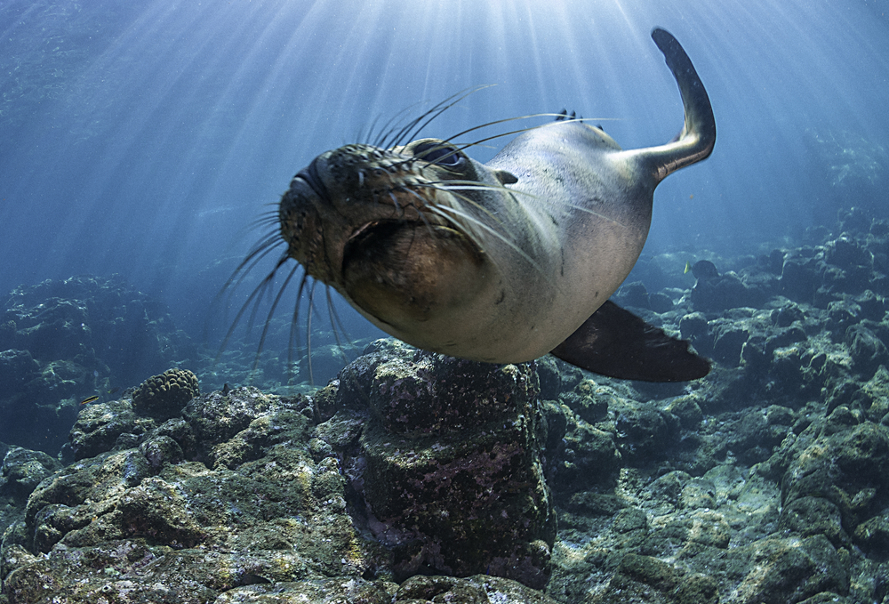 foka na Galapagos
