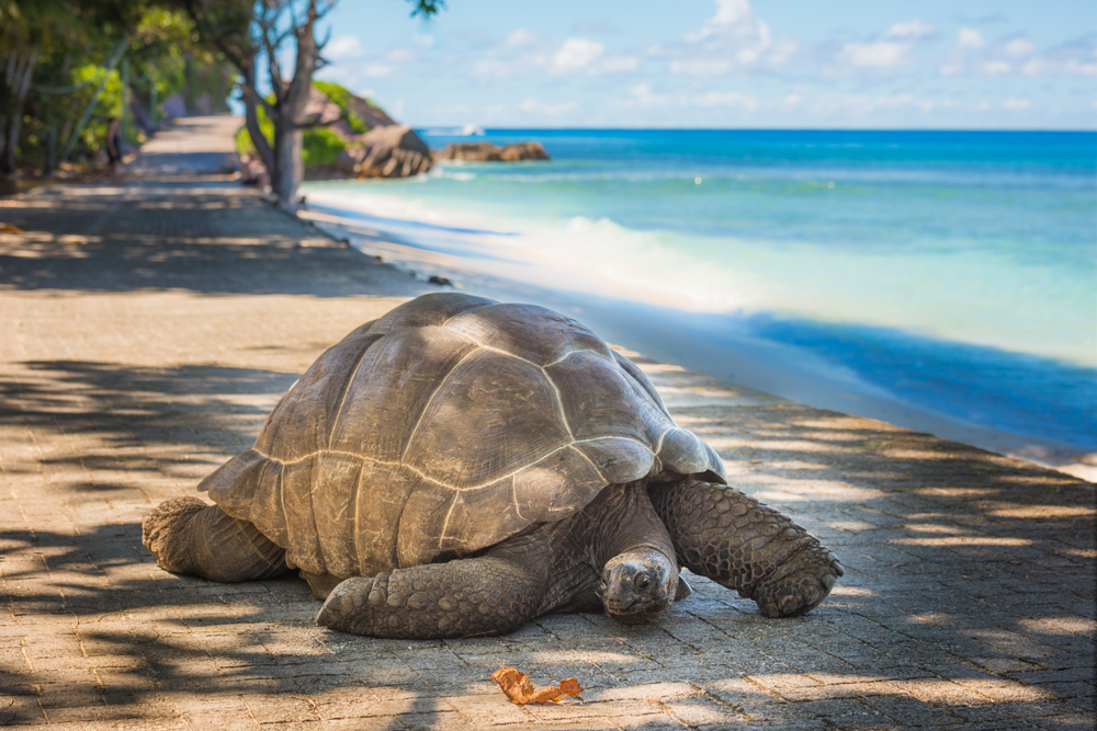 Żółw na plaży
