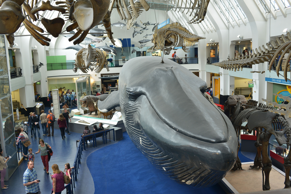 muzeum historii naturalnej londyn