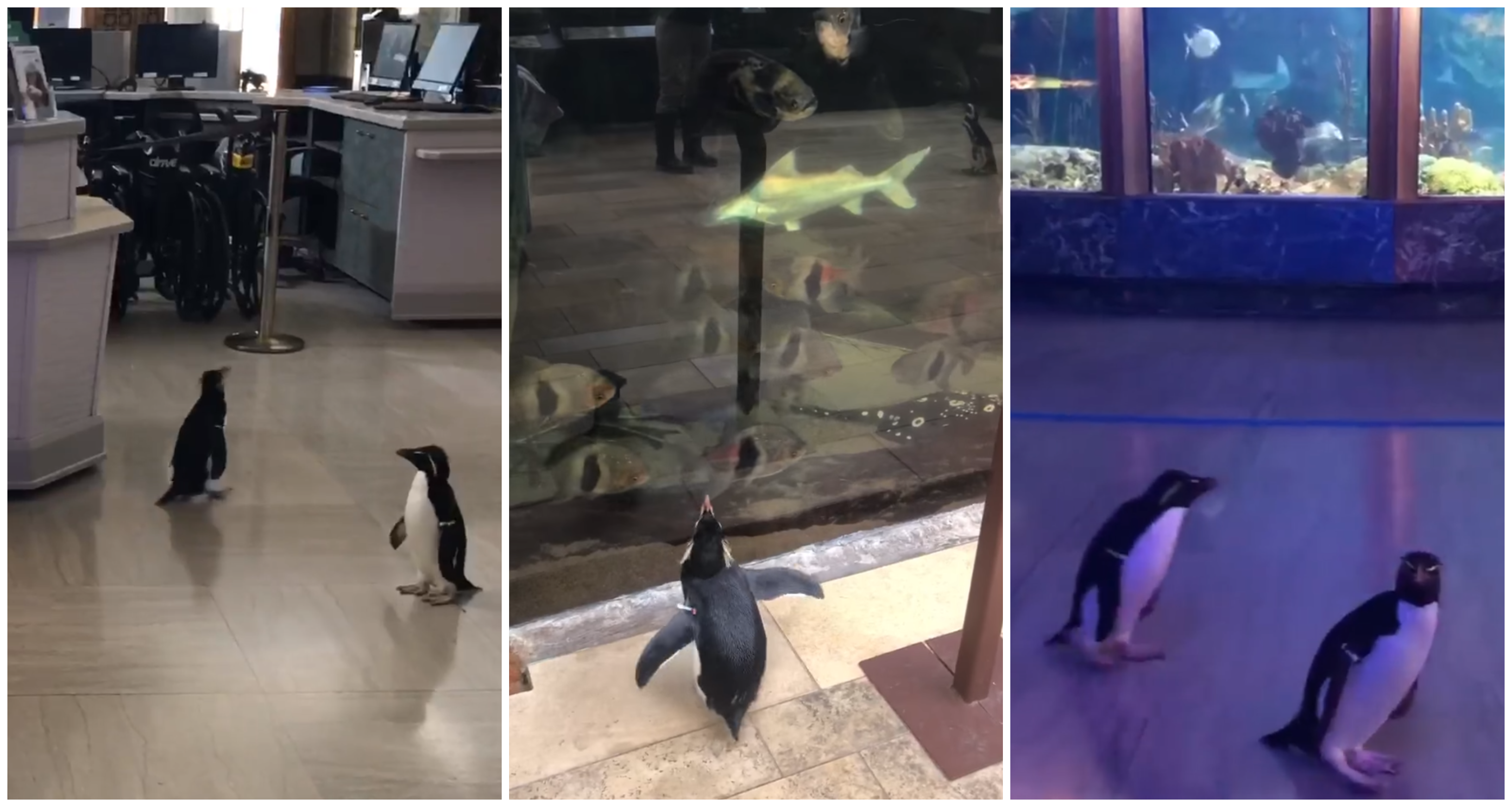 Oceanarium zamknięto przez koronawirusa. Teraz zwiedzają je… pingwiny