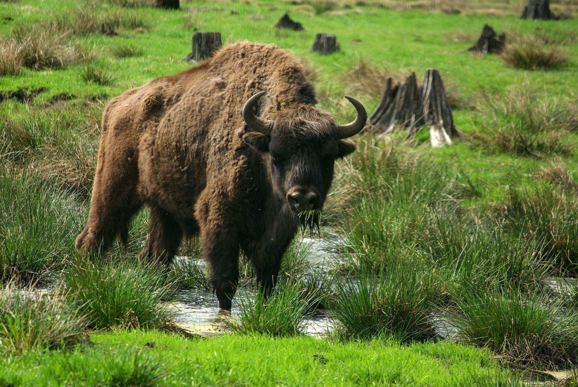 Puszcza Białowieska na wakacje: weekendowe noclegi za 120 PLN/pokój (z darmową anulacją)