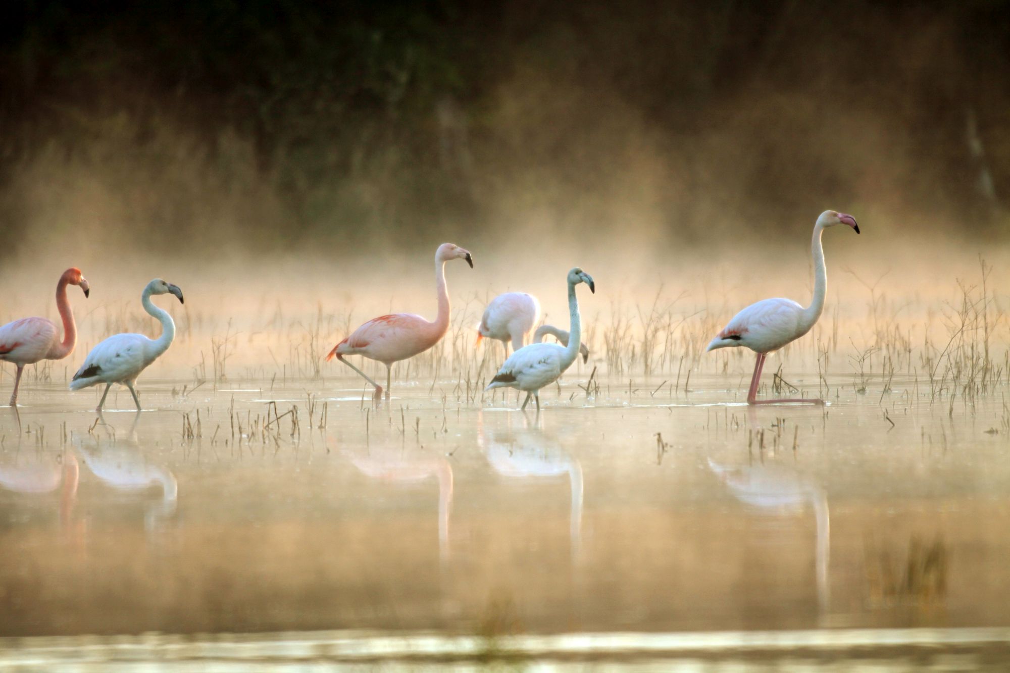 Flamingi nad jeziorem