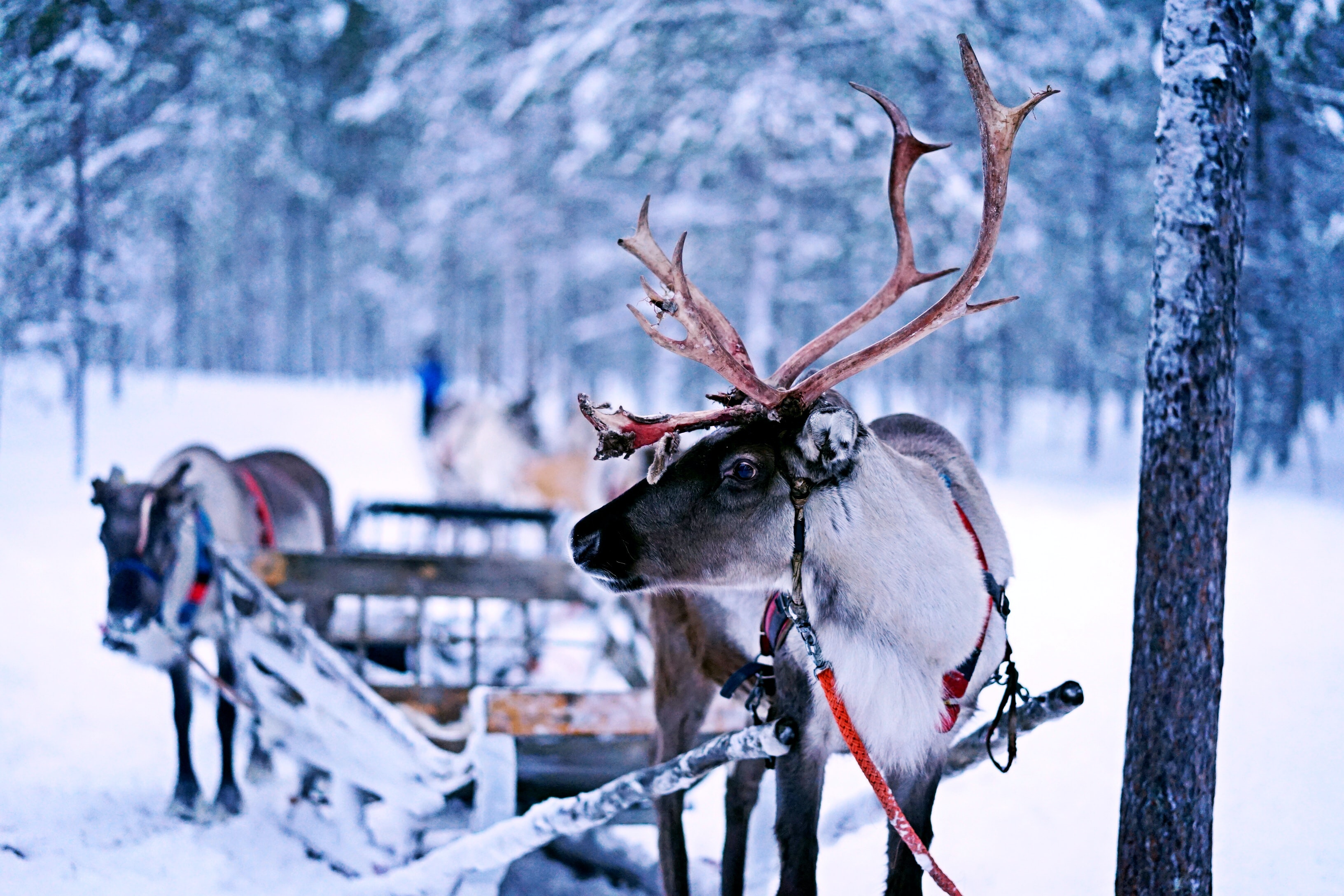 renifery finlandia
