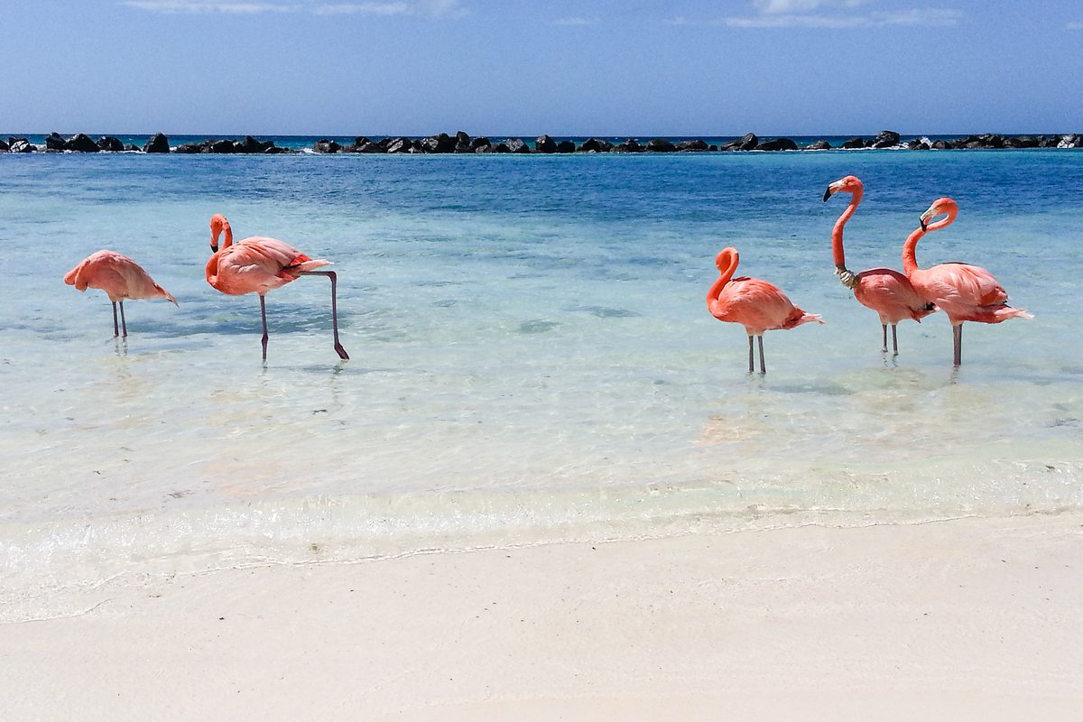Flamingi