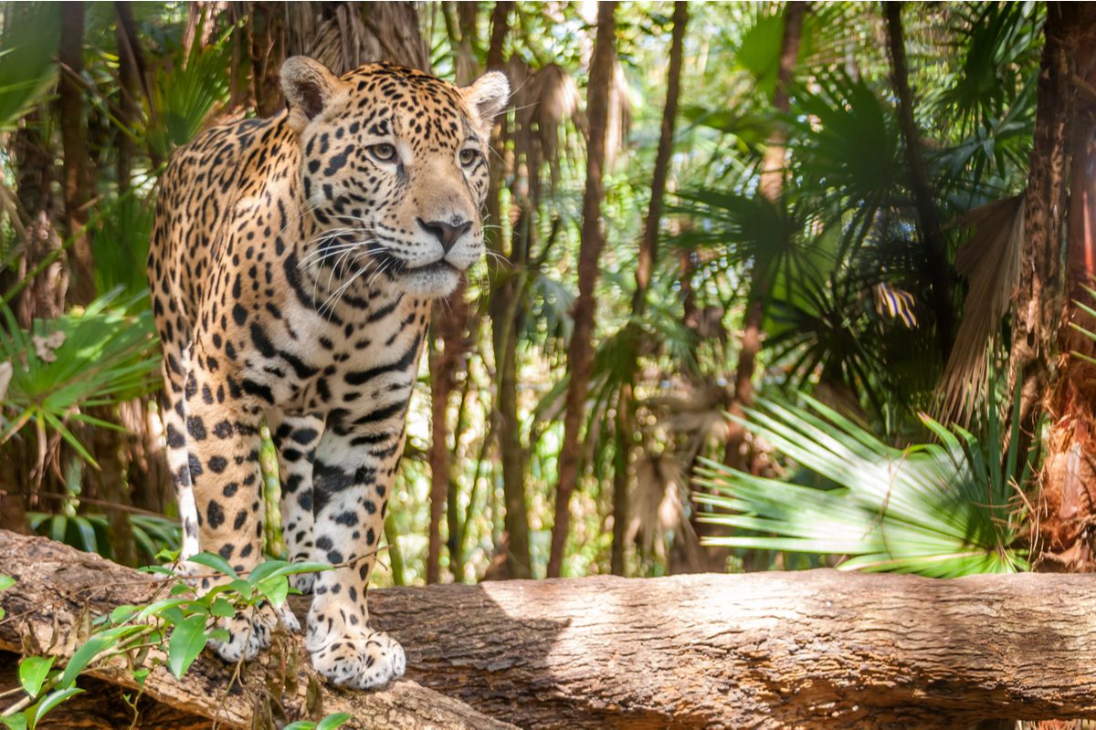 Tanie loty do Panamy z Berlina za 1804 PLN #jesień