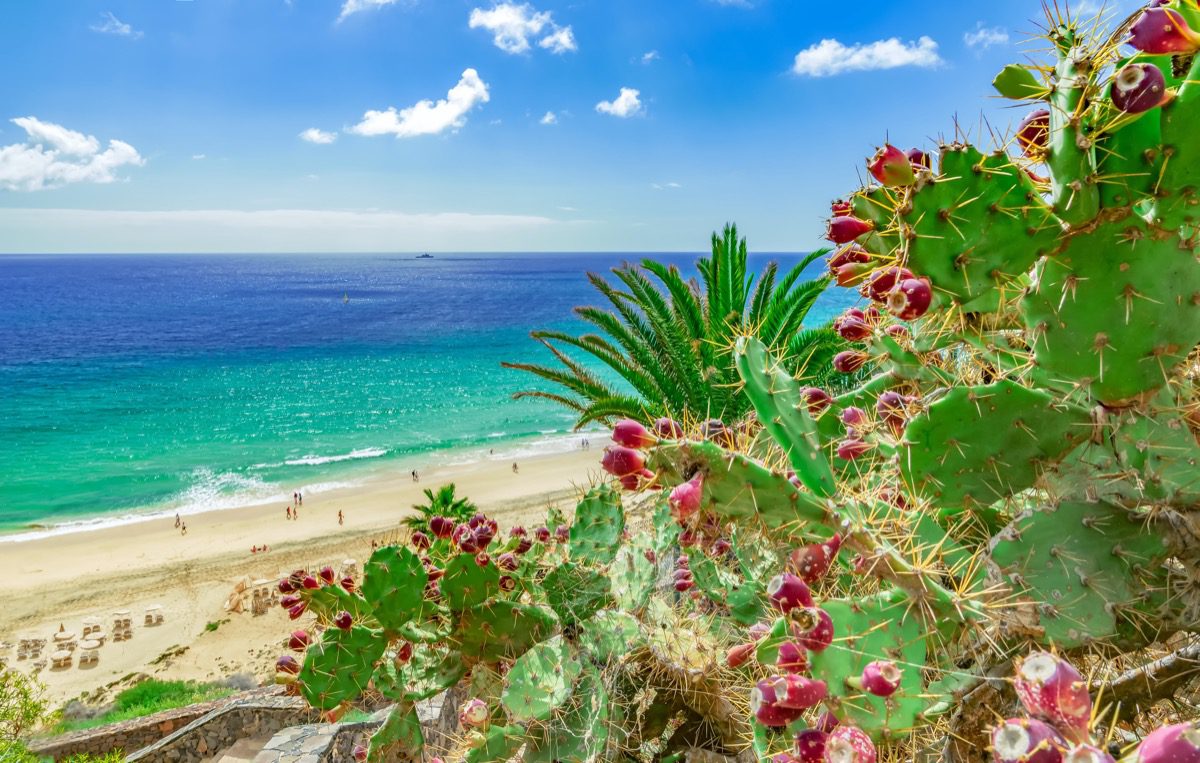 Czerwcowa wycieczka na Kanary: Fuerteventura i Teneryfa w jednej podróży z Berlina za 477 PLN