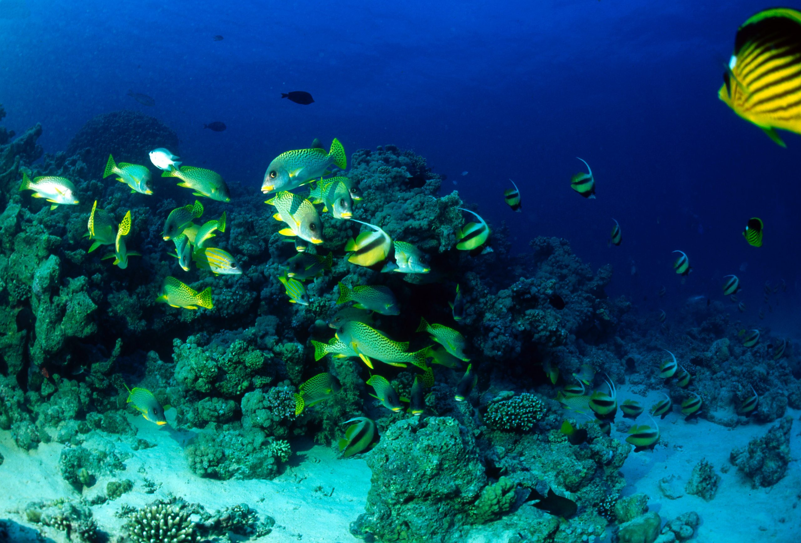 Hurghada last minute: all inclusive w 5* hotelu od 1829 PLN. Wylot z 5 miast