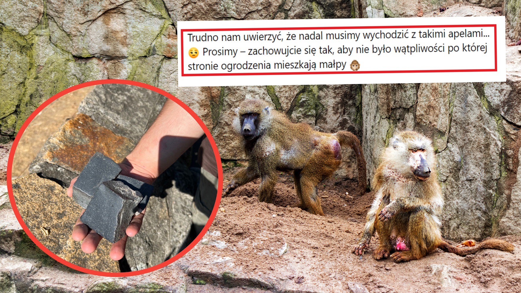 Rzucali kostkę brukową na wybieg z małpami. Wrocławskie ZOO nie wytrzymało!