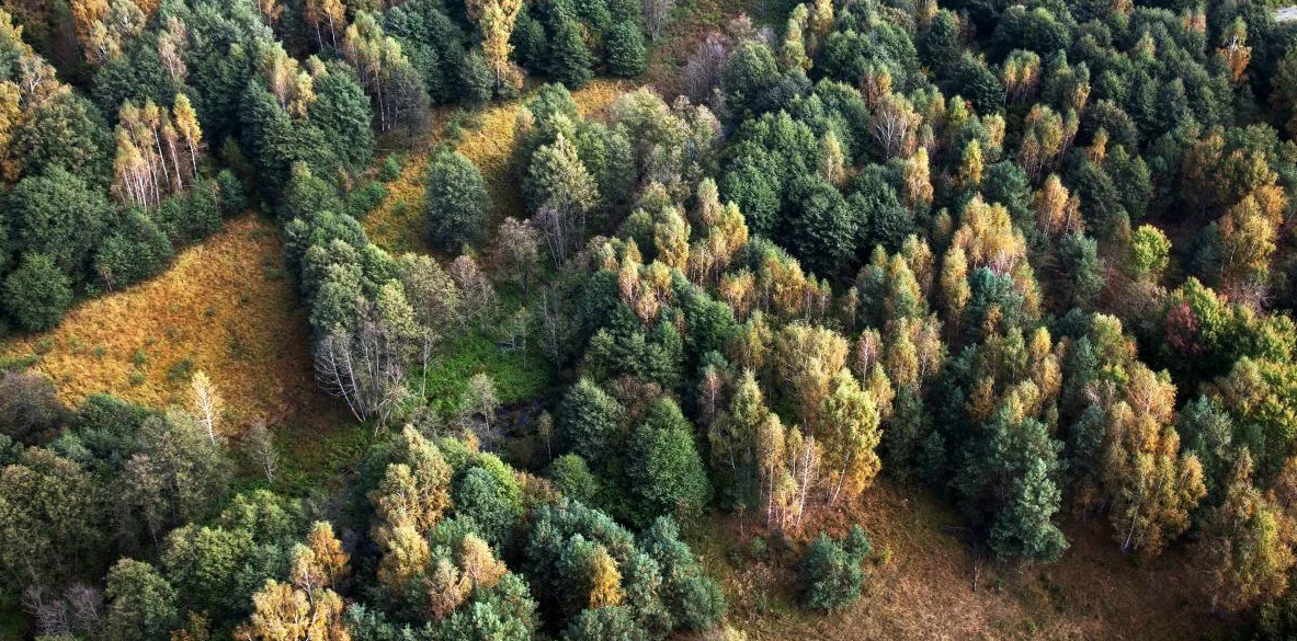 Wypoczynek na łonie natury: noclegi w hotelu Białowieskim z wyżywieniem od 389 PLN/pokój