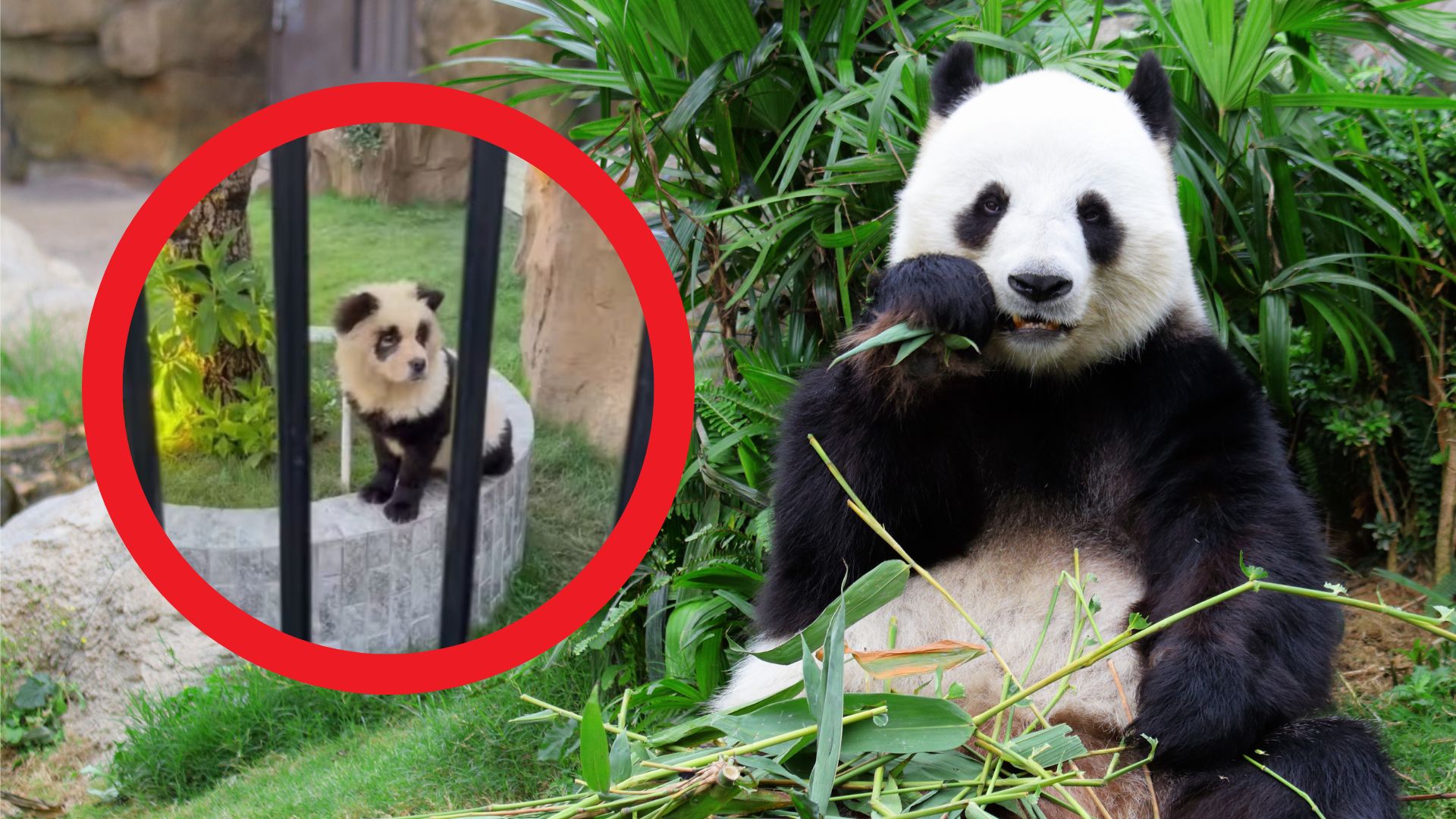 Szczeniaki udają pandy w chińskim ZOO! Pomysł (niestety) okazał się strzałem w 10-tkę