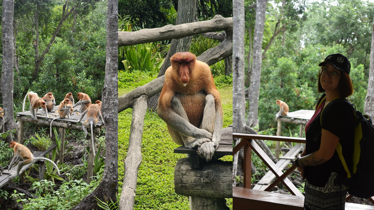 Słynny Janusz z memów istnieje! Pojechałam specjalnie na Borneo, aby go spotkać