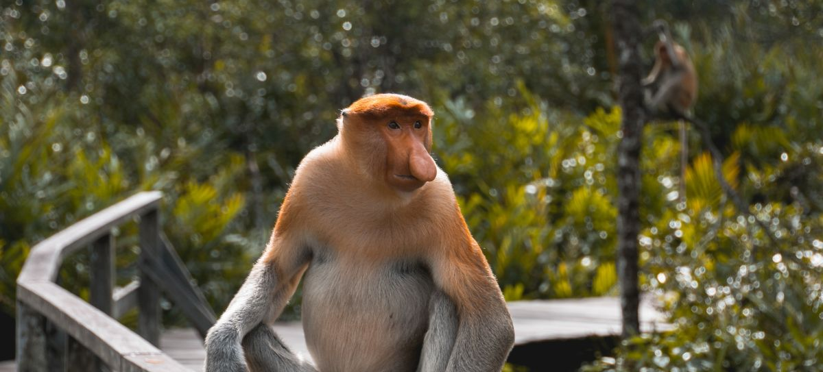 Singapur i Borneo (Sabah lub Sarawak) w jednej podróży z Krakowa od 2947 PLN