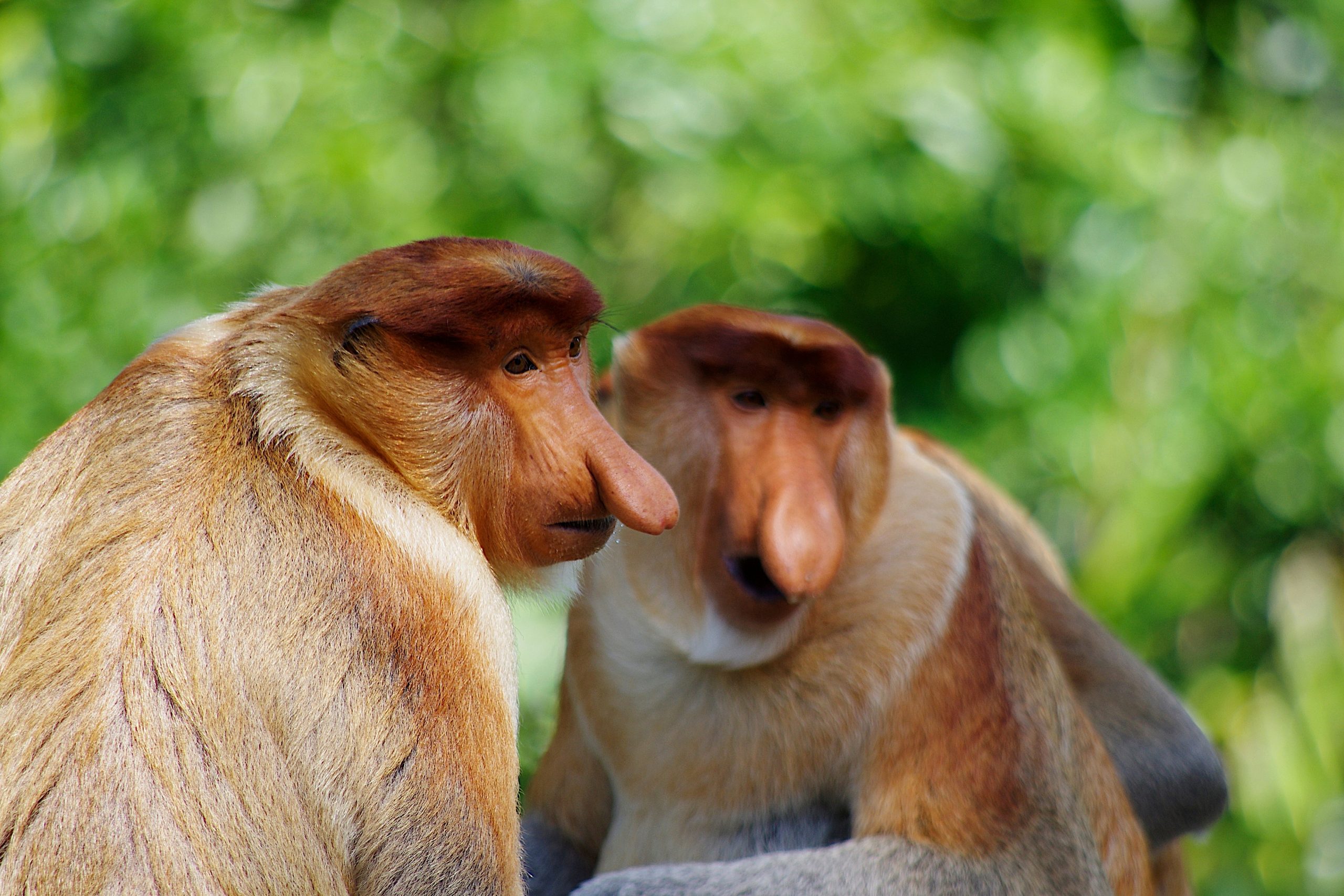 Odkryj Malezję: Kuala Lumpur i Borneo w jednej podróży z 2 miast od 2957 PLN