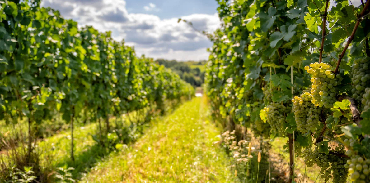 Noclegi w Górach Sowich: Niemcza Wino & Spa z wyżywieniem od 339 PLN/pokój