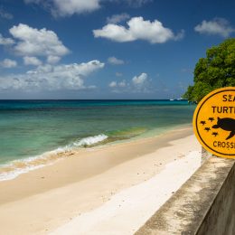 Karaiby w super cenie 🌤️🏖️ Bezpośrednie loty na Barbados z UK za 1292 PLN 🤿👙😎