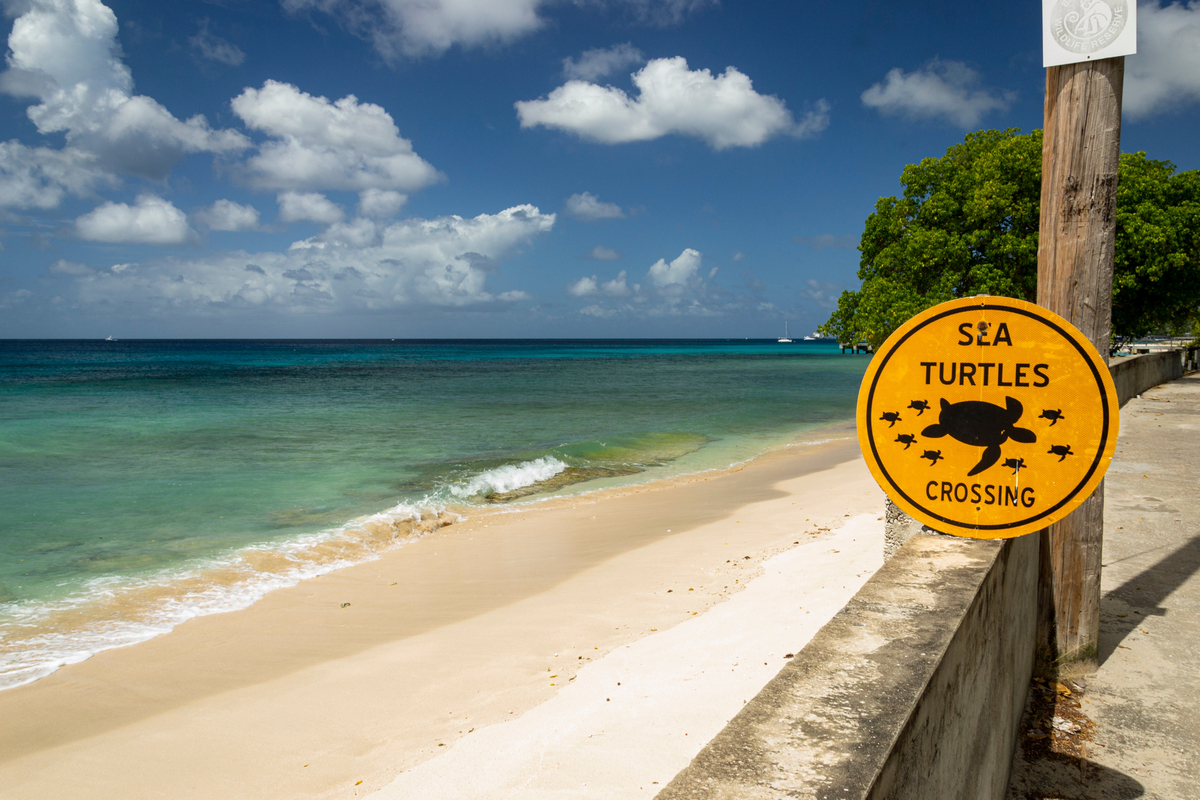 Karaiby w super cenie 🌤️🏖️ Bezpośrednie loty na Barbados z UK za 1292 PLN 🤿👙😎