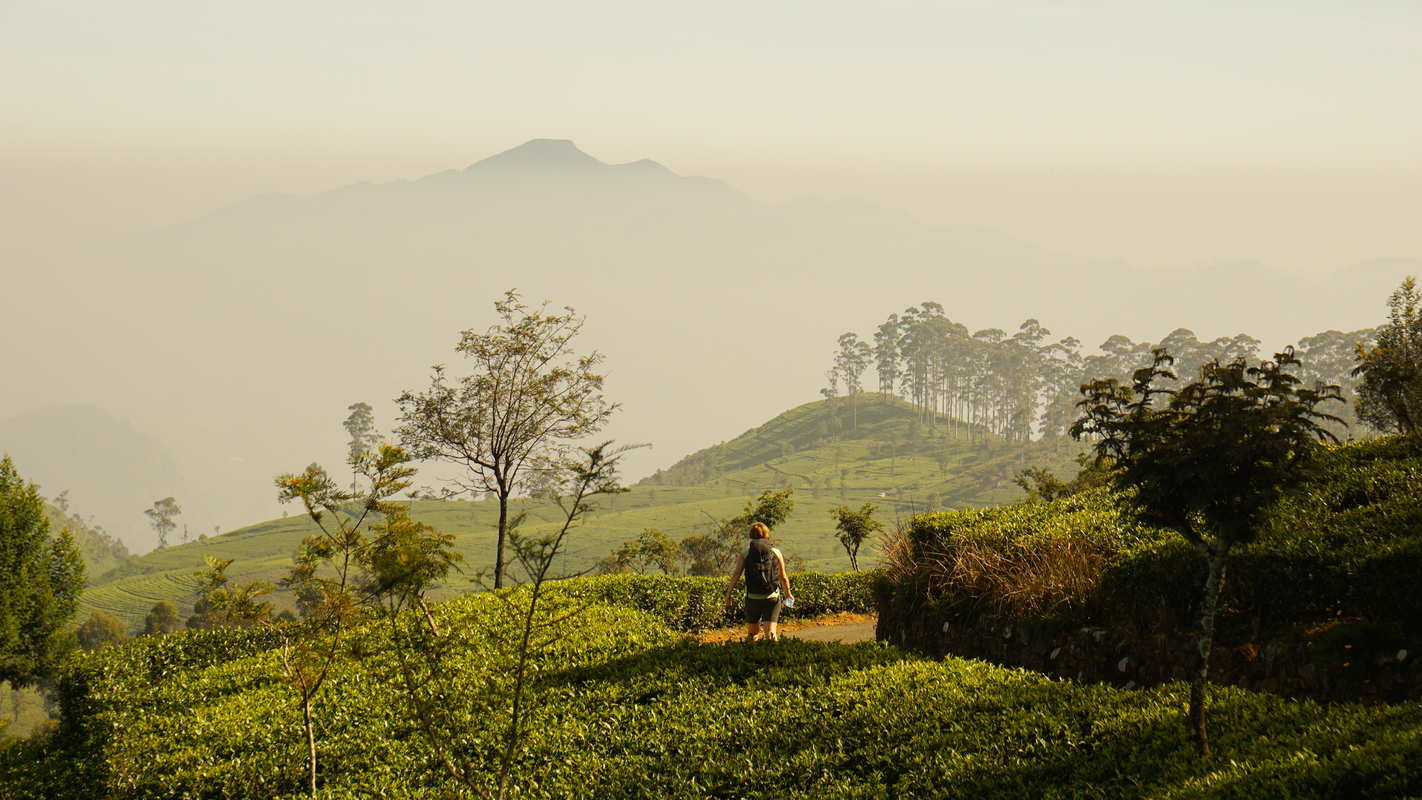 Zrób herbatę… na miejscu 🌱✈️ Sri Lanka z Warszawy od 2180 PLN