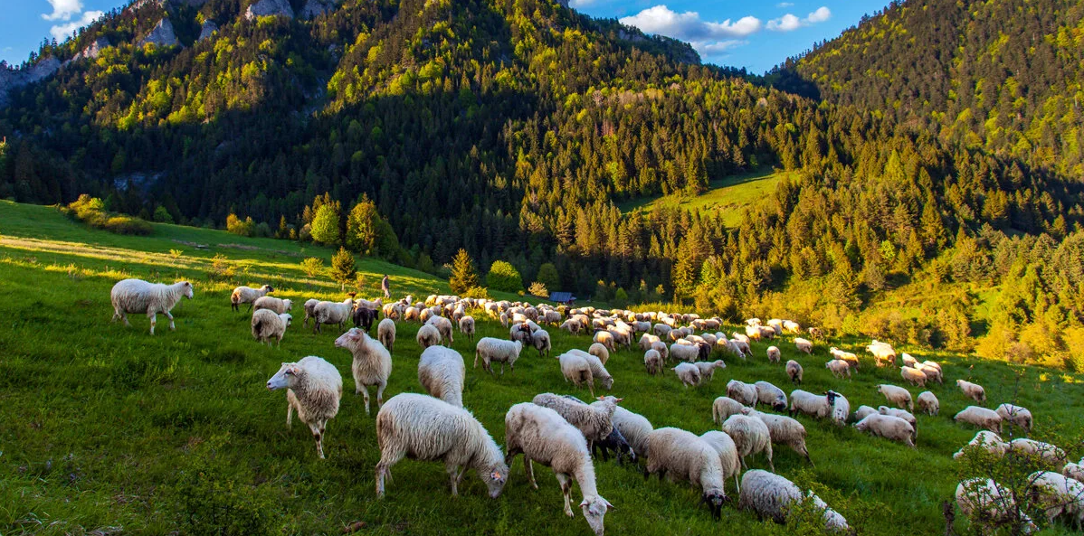 🏊 Górski relaks z basenem i saunami 🏔️ 3* Ibis Styles na Podhalu z wyżywieniem 🍽️