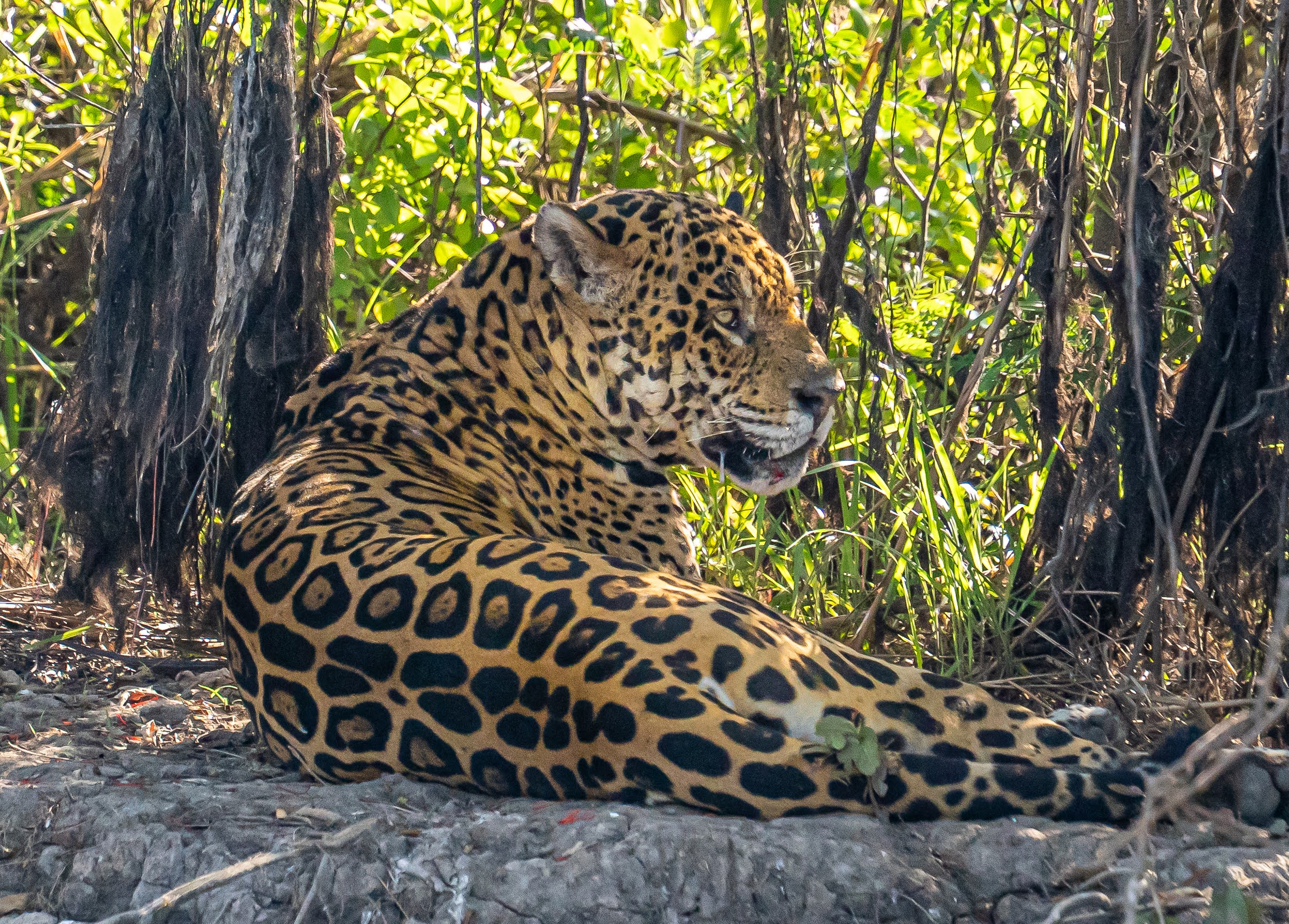 Amazonia, Mato Grosso i Iguacu z dzieciakami w Brazylii