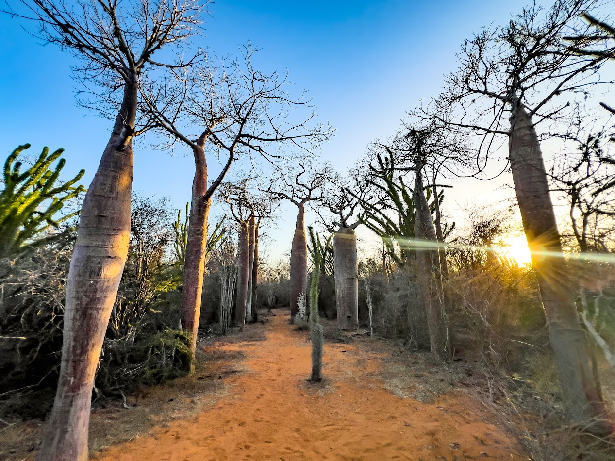 Madagaskar – eny, eny!