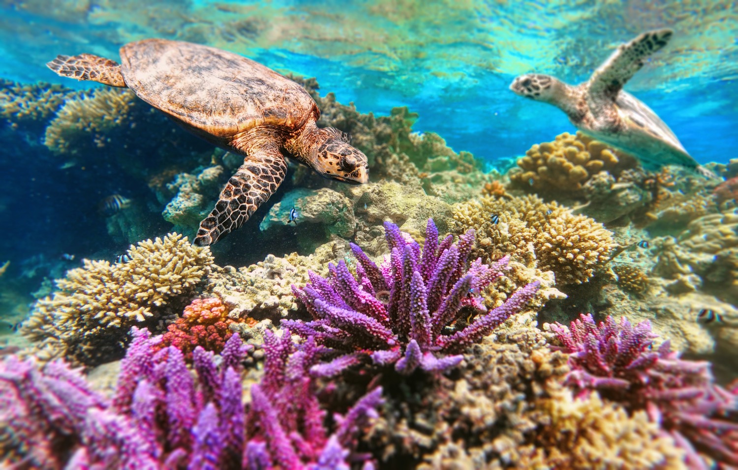 Egipt kusi rafą koralową 🐠🌊 7 dni z all inclusive w 4* hotelu nad Morzem Czerwonym za 1886 PLN