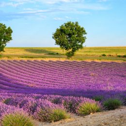 Prowansja na weekend za 422 PLN 🥰💜 Loty na przedłużony weekend + hotel 🇫🇷🥐