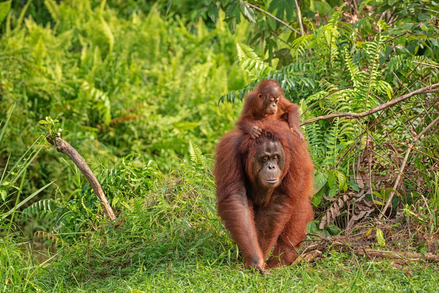 Miejsce, dokąd nie dociera większość podróżników 🌍😮 Wyprawa na dziewiczy Kalimantan za 2816 PLN 🌴🦧