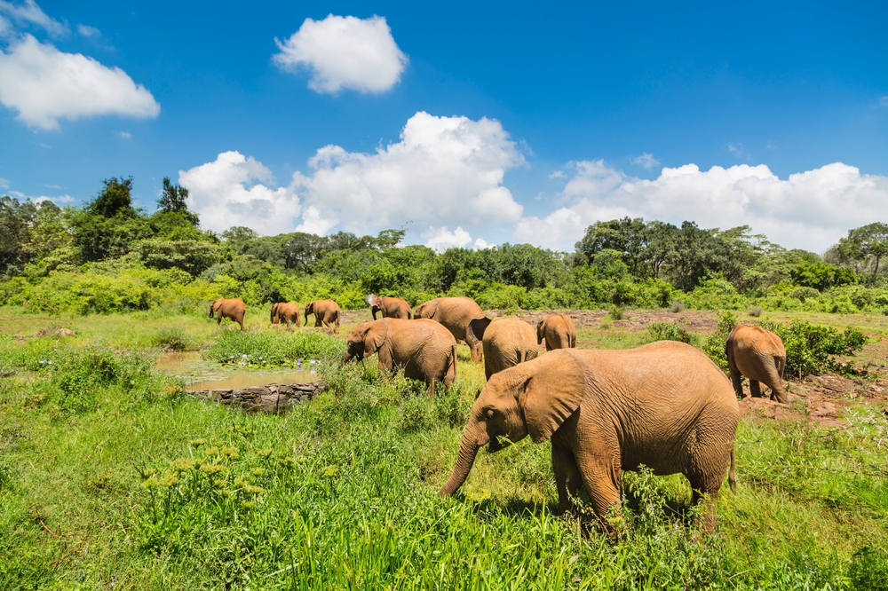 Odwiedź Park Narodowy Nairobi 🦓🦒 Loty do Kenii od 1942 PLN ✈️
