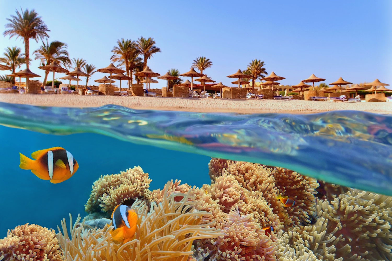 Rafa koralowa i pełen relaks 🐠😍 Tydzień w Egipcie za 1539 PLN 😎 Loty i 4🌟 hotel z all inclusive😱