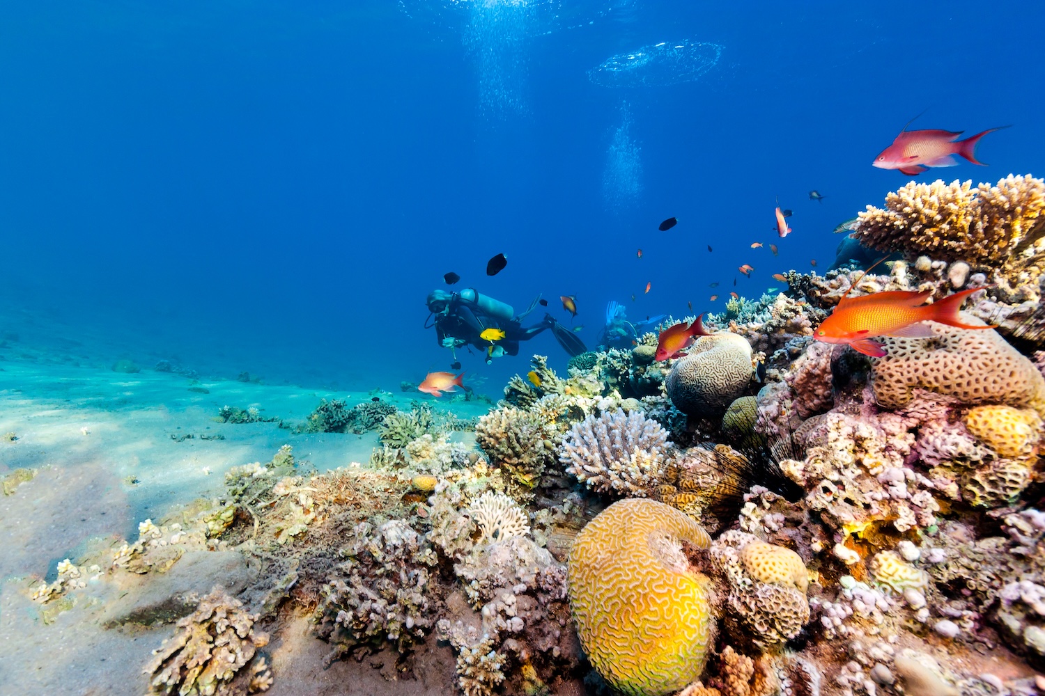 Wypad do Egiptu za 1519 PLN! 🐠 All inclusive w 4* hotelu Mirage Bay Resort