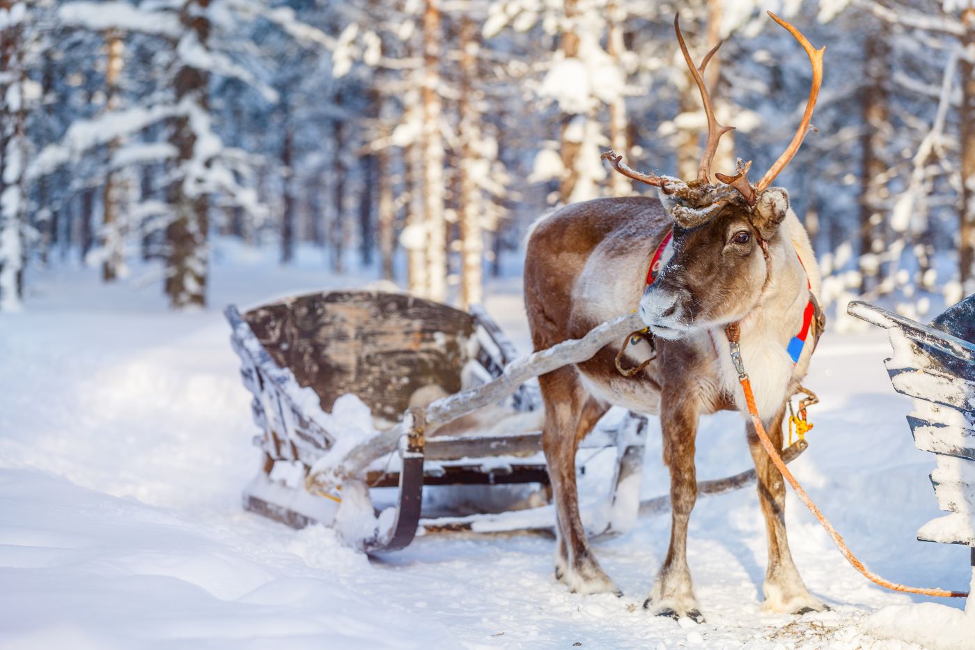 Pokaż dzieciom zimę jak z bajki ❄️☃️ Rovaniemi na Mikołajki za 614 PLN 🎅🦌
